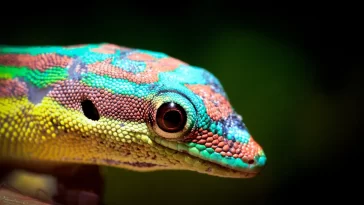 Geckos Ile Maurice Geckos Ile Maurice