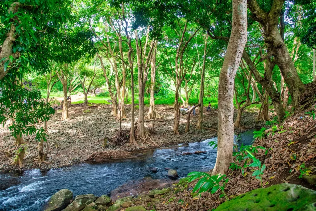 Les forets indigenes ile maurice Les forêts indigènes ile maurice