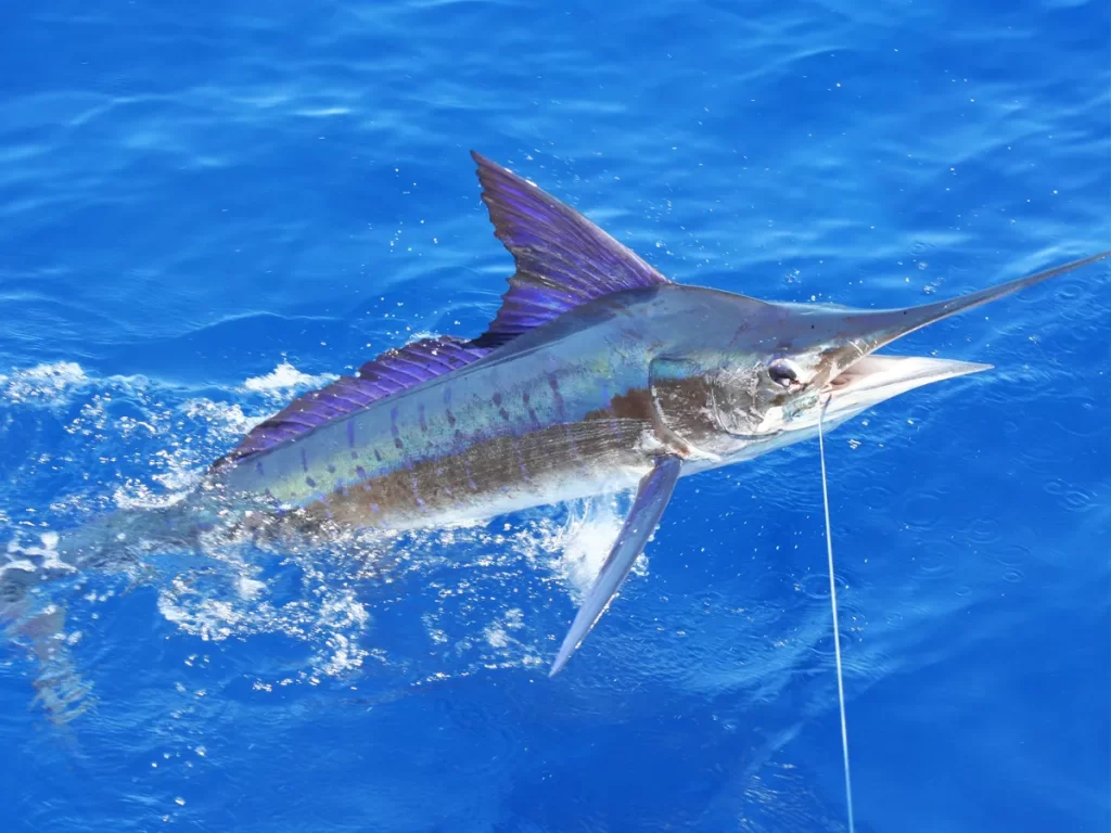 poisson Marlin Raye peche au gros ile Maurice poisson Marlin Rayé pêche au gros île Maurice