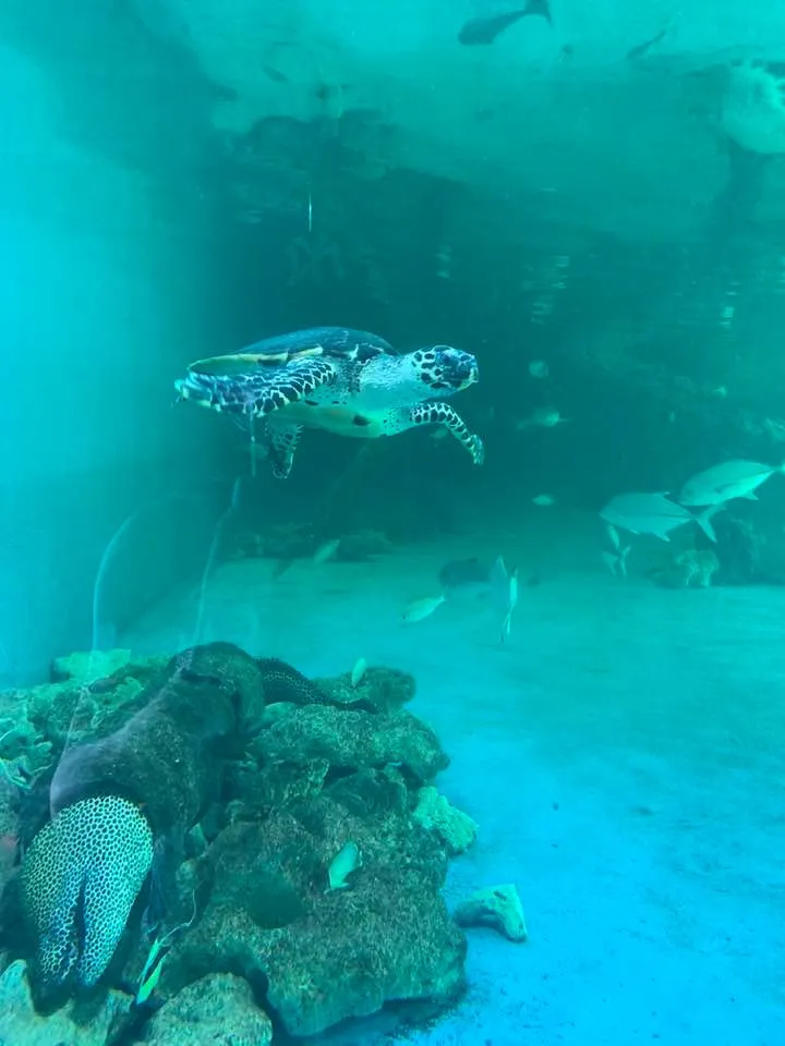 Tortue Aquarium ile maurice Tortue Aquarium ile maurice