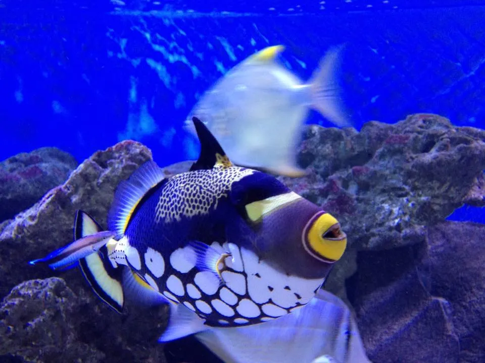 aquarium ile maurice aquarium ile maurice