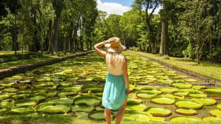 les merveilles du Jardin Botanique de Pamplemousses les merveilles du Jardin Botanique de Pamplemousses à l'ile Maurice