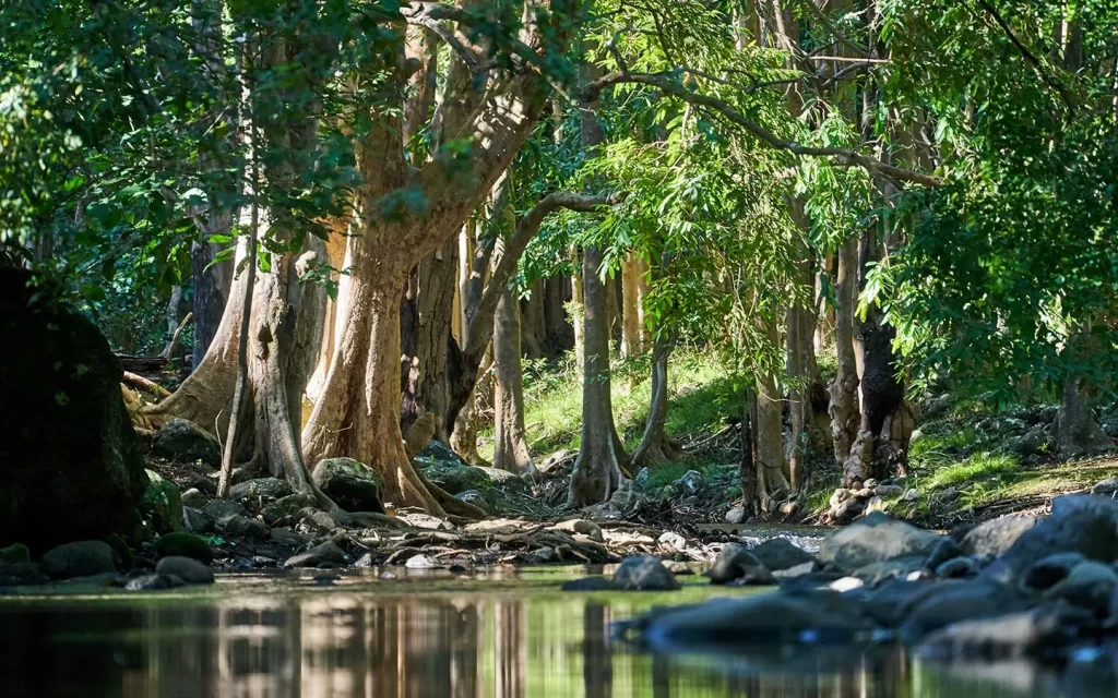 Black River Ile Maurice Black River Ile Maurice
